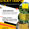 Yellow sticky  traps for fruit flies.
