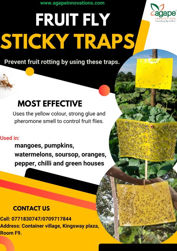 Yellow sticky  traps for fruit flies.