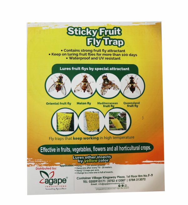 Yellow sticky  traps for fruit flies.