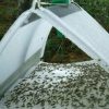 Tomato leaf miner traps / Tuta absoluta