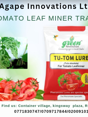 Tomato leaf miner traps / Tuta absoluta
