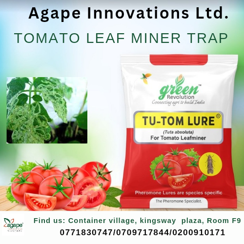 2022/12/1000117763.png Tomato leaf miner traps / Tuta absoluta