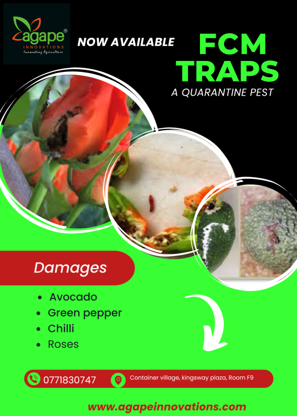 2022/12/1000134661.png False codling moth trap/ FCM