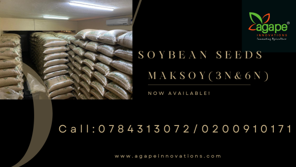 Soyabean seeds MAKSOY-6N