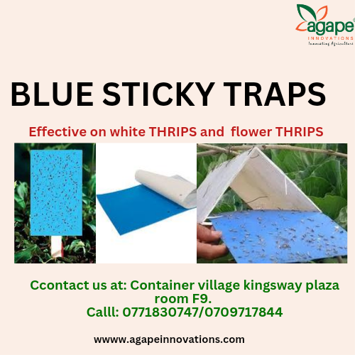 Blue StickyTraps