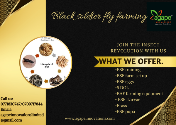 2024/10/1000438202-1.png Black Soldier Fly products and services