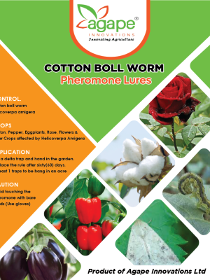 Cotton Boll Worm / Helicoverpa Amigera/ American boll worm