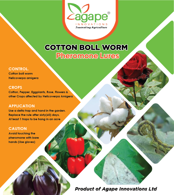 2025/05/1000470096.png Cotton Boll Worm / Helicoverpa Amigera/ American boll worm