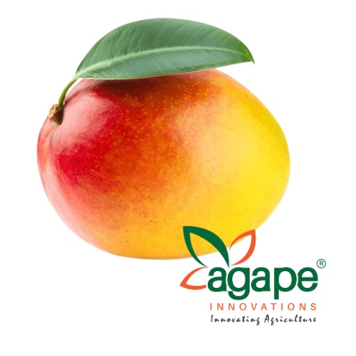 Agape Mango Logo